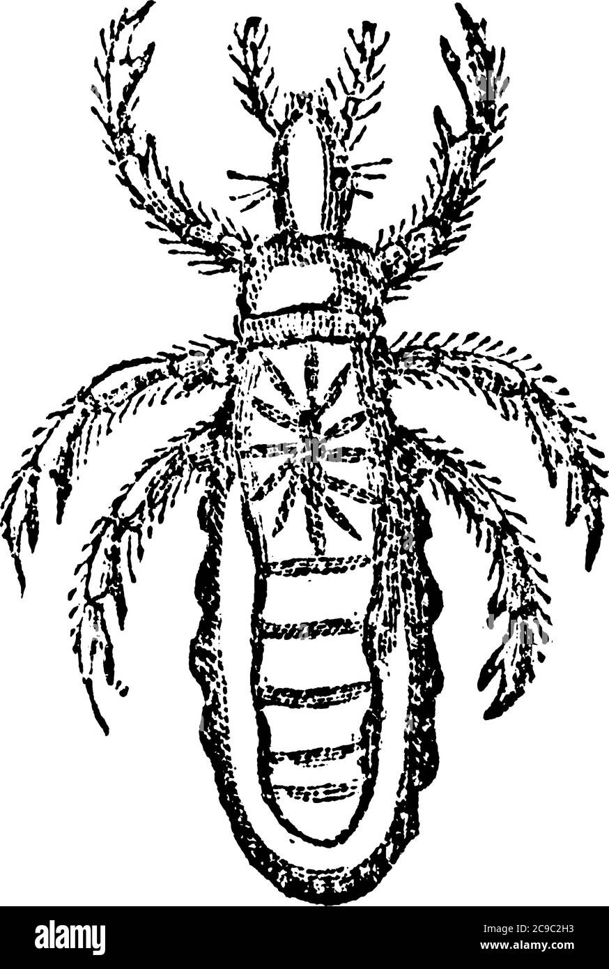 Crab Louse è un ectoparassita di essere umano, disegno di linea vintage o illustrazione di incisione. Illustrazione Vettoriale