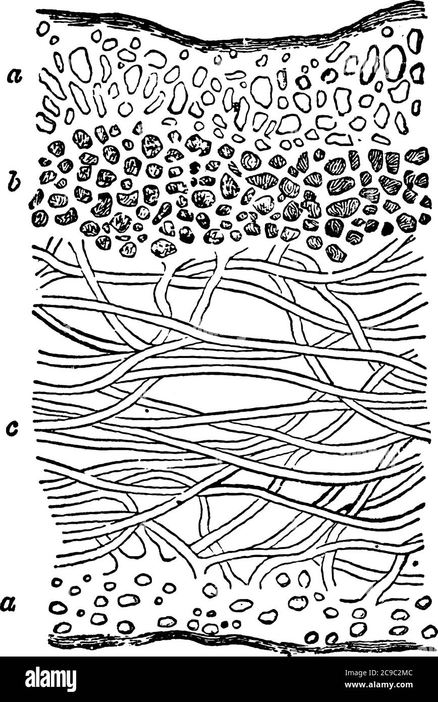 Una rappresentazione tipica della sezione di Thallus stratificato di Ricasolia erbacea, con le immagini, a, b e c, che mostrano, stratum corticale, gonidiale Illustrazione Vettoriale
