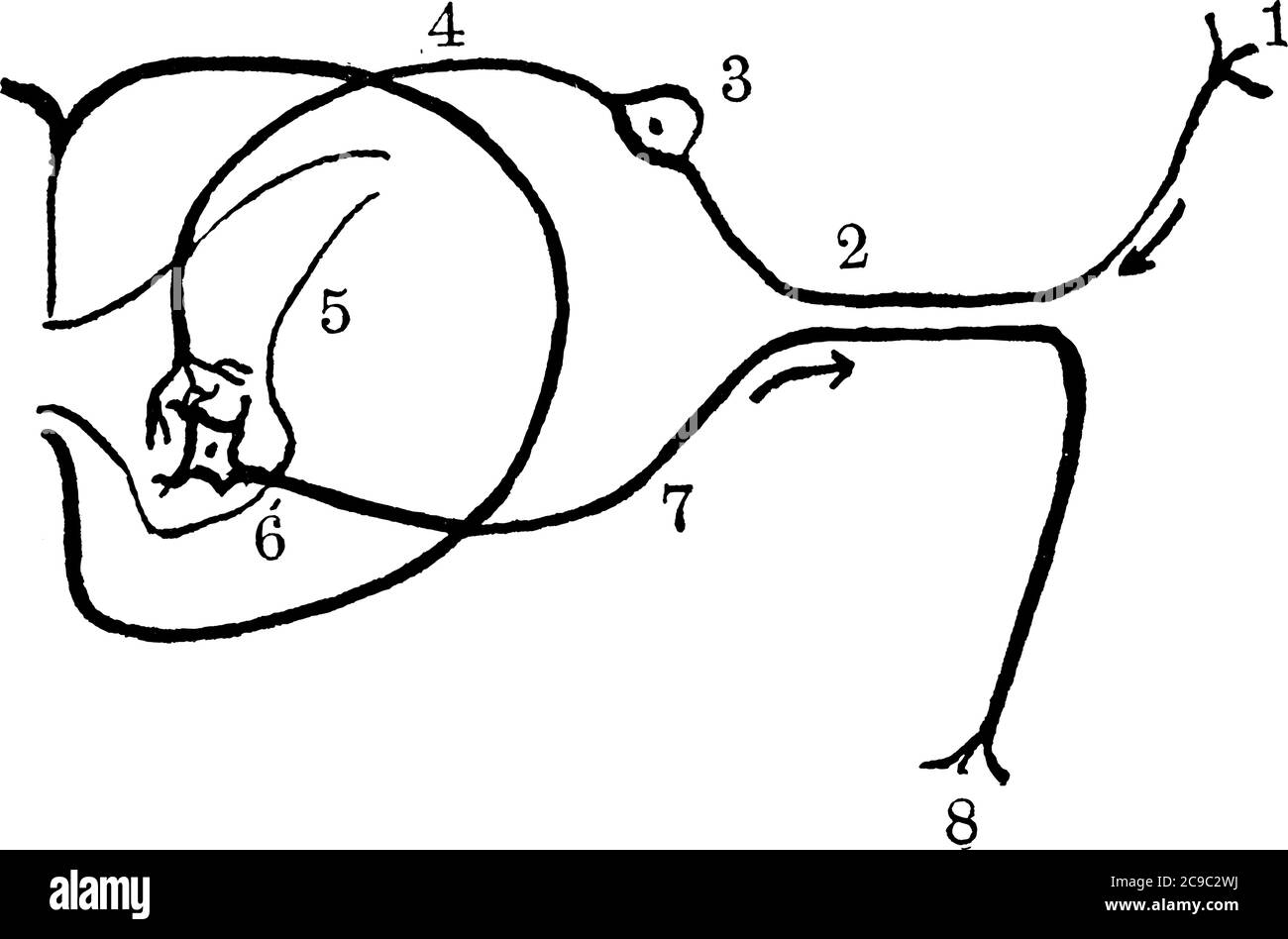 L'arco del riflesso del nervo rappresenta il percorso del nervo coinvolto nell'azione del riflesso, con le sue parti etichettate, disegno di linea vintage o illustrazione dell'incisione Illustrazione Vettoriale