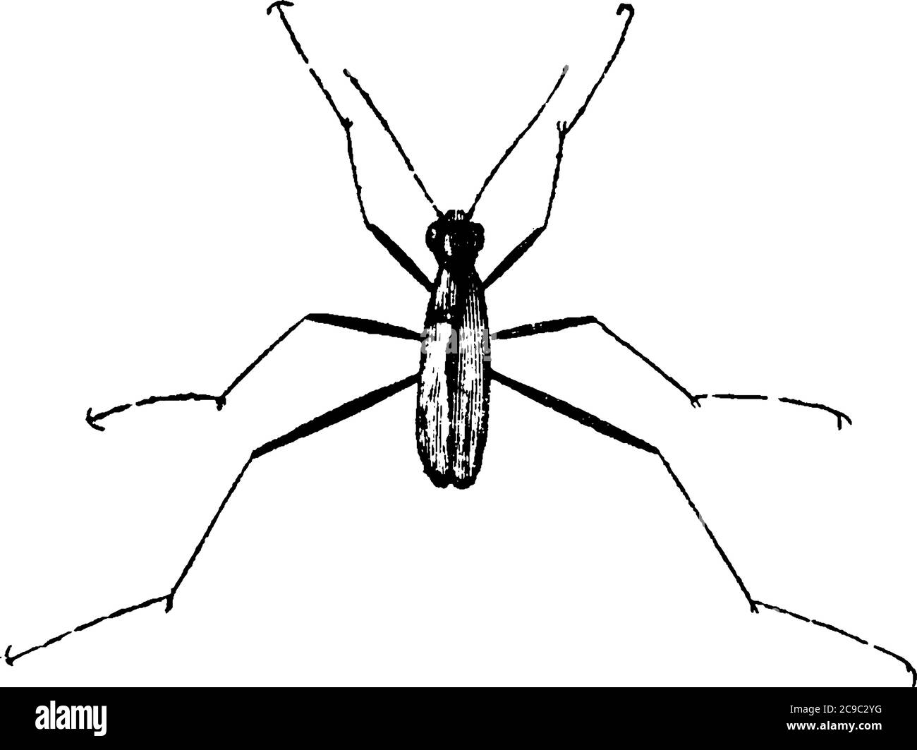 Una rappresentazione tipica di un insetto, il coleottero della tigre, che ha gli occhi rigonfianti e le gambe snella, disegno di linea vintage o illustrazione di incisione. Illustrazione Vettoriale