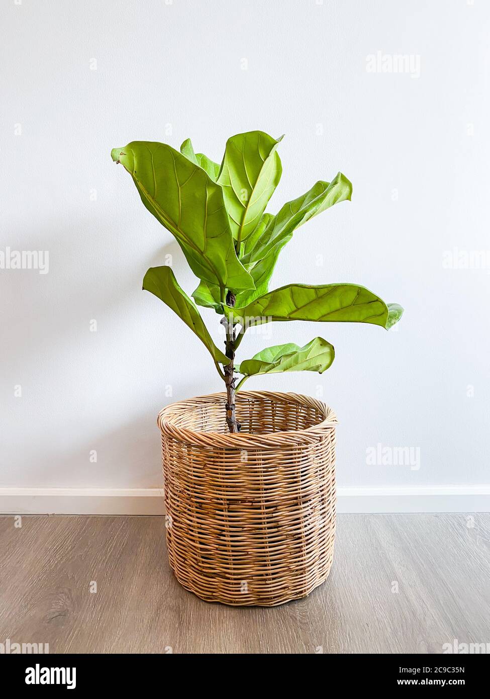 L'albero di lyrata di Ficus in una pentola si erge su un pavimento di legno Foto Stock