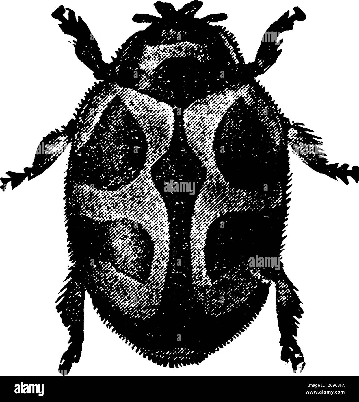 L'adulto di Vedalia Lady Beetle ha una forma molto distintiva, un disegno di linea vintage o un'illustrazione dell'incisione. Illustrazione Vettoriale