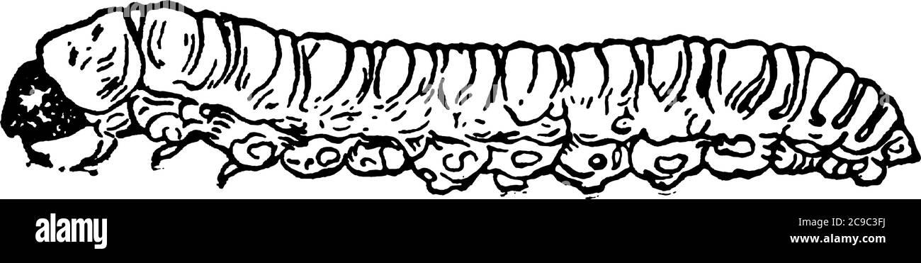 Una rappresentazione tipica del palcoscenico larvale di un borer di alberi di Peach, con marcature a chiocciole nel loro corpo segmentato, strisciando sulla terra, linea d'annata Illustrazione Vettoriale
