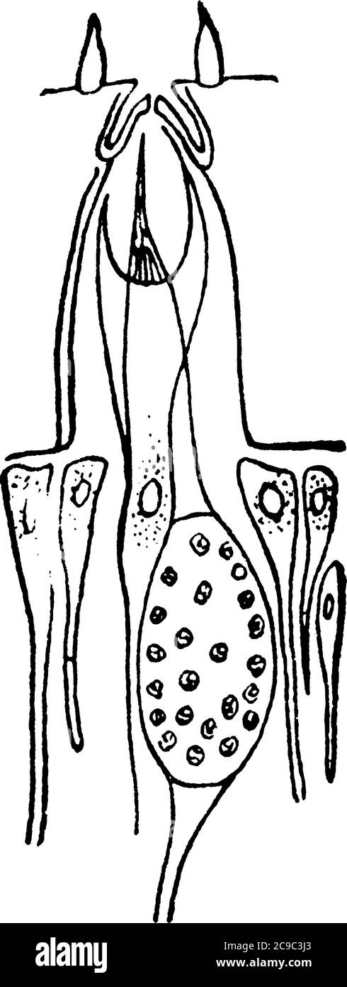 Immagine di organo sensoriale di vespa, disegno di linea vintage o illustrazione di incisione. Illustrazione Vettoriale