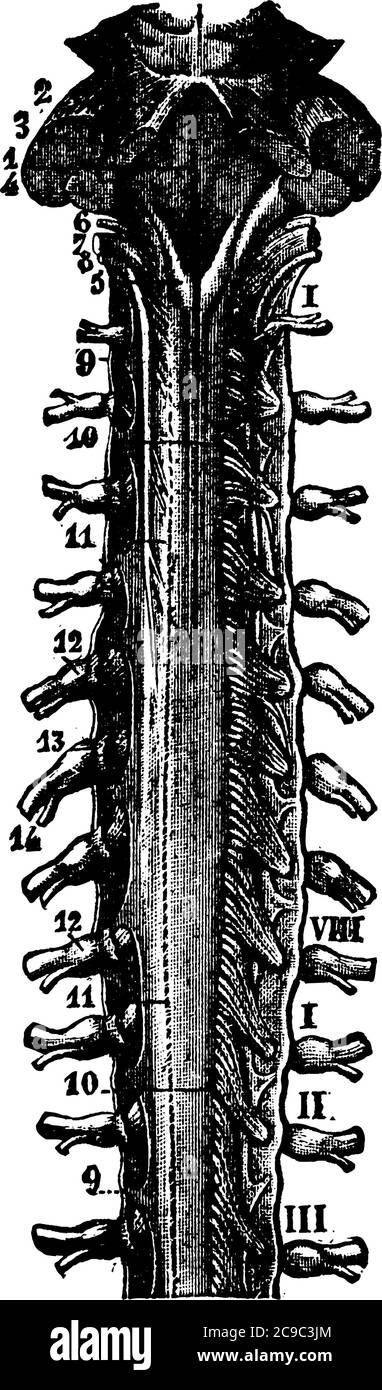 Il midollo spinale è una struttura tubelike lunga e fragile che collega il cervello al corpo e forma il sistema nervoso centrale, disegno di linea vintage o engler Illustrazione Vettoriale