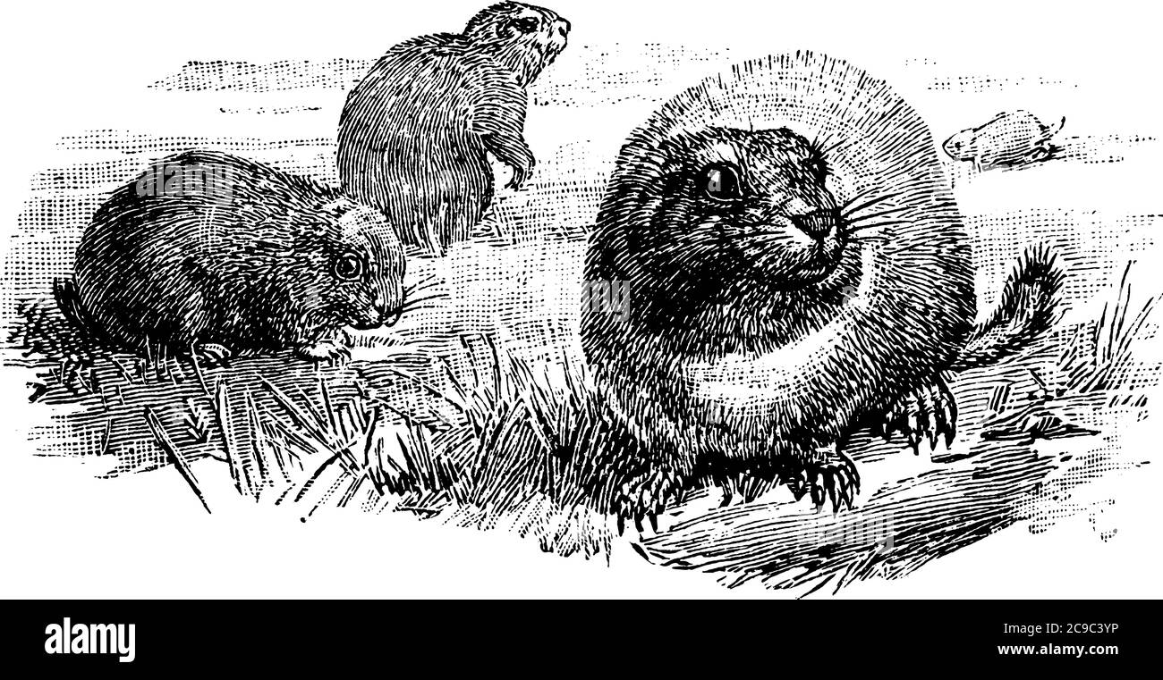 Un gruppo di roditori, che circa un piede lungo, molto stout, squat, forma paunchy con orecchie basse e coda molto corta. Sono roditori che vivono sottoterra Illustrazione Vettoriale