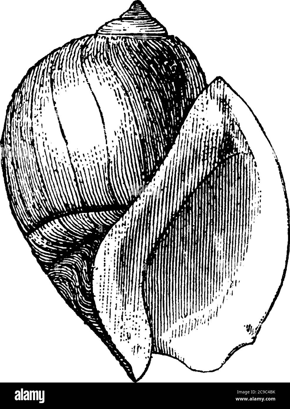 Una conchiglia di mare dura, di forma conica, di solito creata da animali marini che vivono in mare, disegno di linee d'annata o illustrazione dell'incisione. Illustrazione Vettoriale