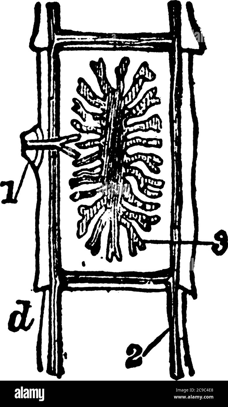 Un verme intestinale, Tænia solium, in forma piuttosto simile nastro. La sua lunghezza è da 5 a 15 iarde e la sua larghezza da due linee al più stretto Illustrazione Vettoriale