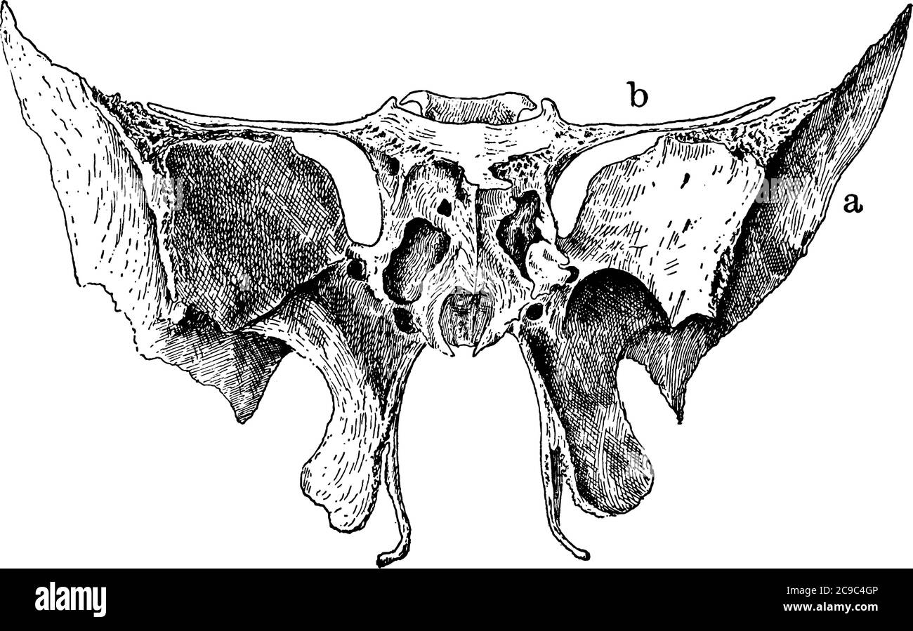 Osso sfenoide, un osso non accoppiato del neurocranio, con le sue parti marcate. Si trova nella parte anteriore della base del cranio, articolati Illustrazione Vettoriale