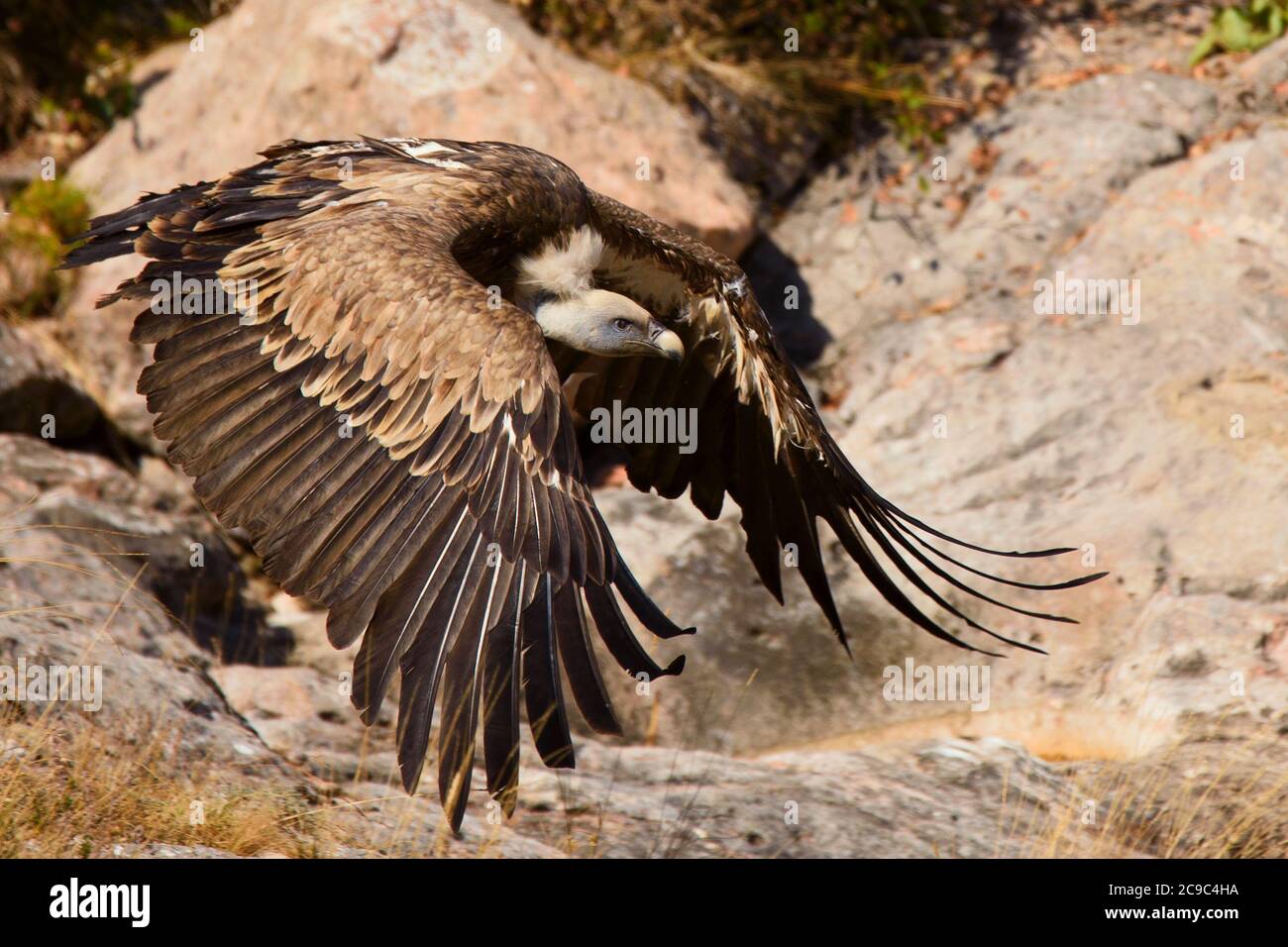Avvoltoio Eurasian grifone, fulvus Gyps, volo. Foto Stock