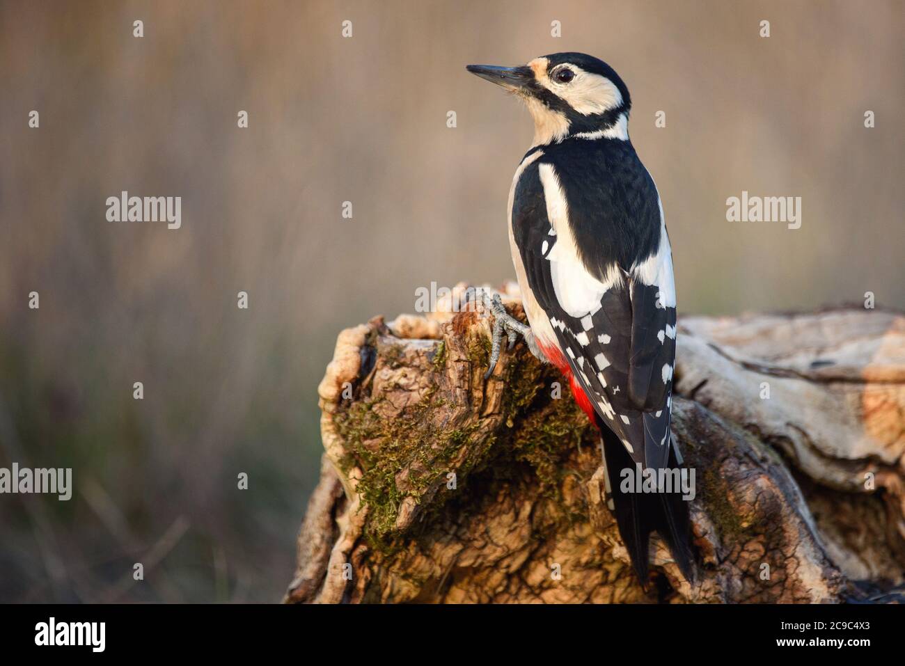 Picchio a puntino grande su un albero. (Dendrocopos maggiore). Foto Stock