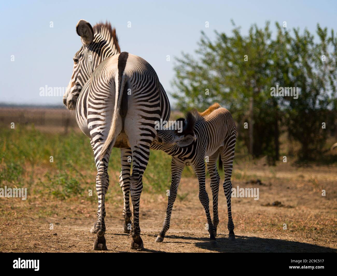 Zebra mamma che alimenta il suo nemico. Foto Stock
