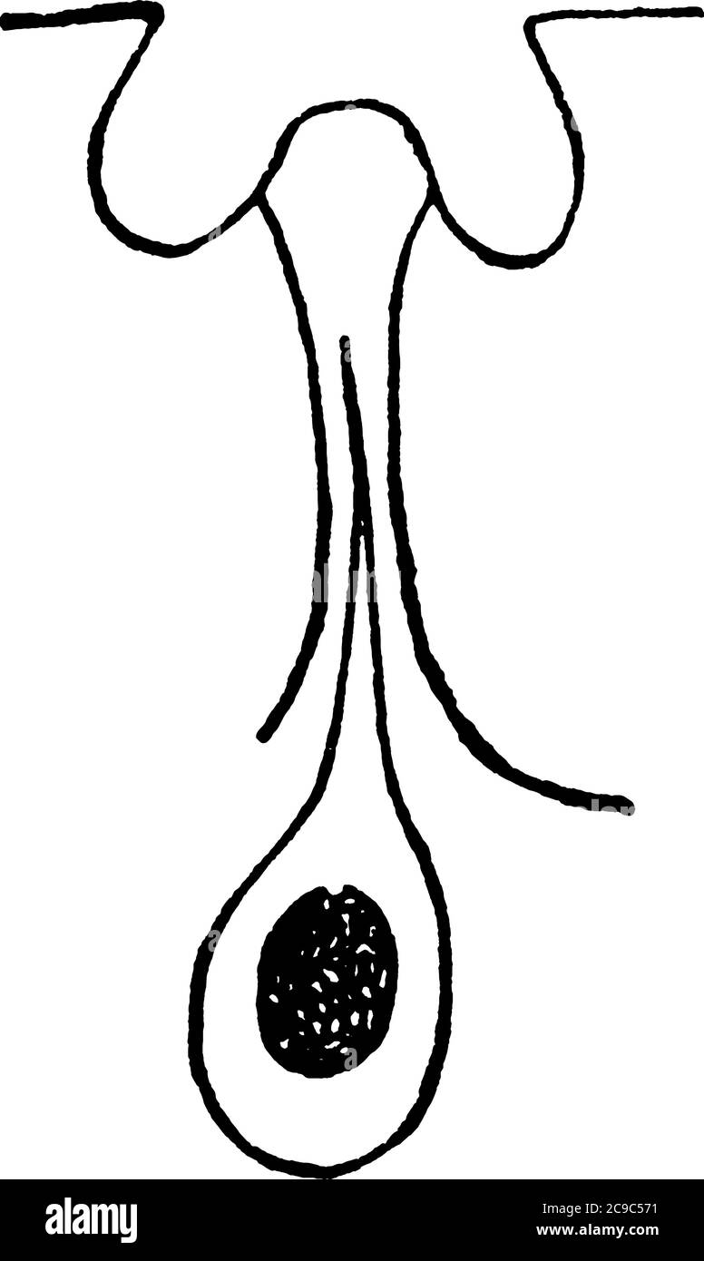 L'organo sensoriale dell'odore può essere un coleottero, un disegno di linee vintage o un'illustrazione dell'incisione. Illustrazione Vettoriale
