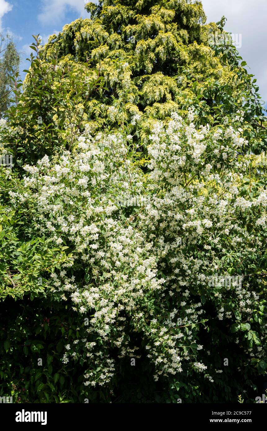 Philadelphus x cymosus Voie Lactee molto profumato fiorire in un giardino inglese nel mese di giugno Foto Stock