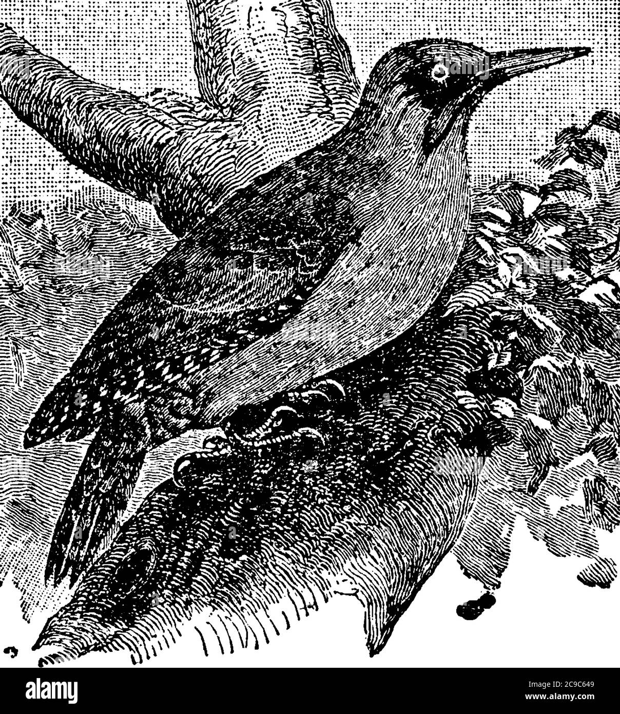 I picchetti hanno un corpo sottile, un becco potente e una lingua sporgente, affilata, appuntita. La coda è rigida e funge da supporto Illustrazione Vettoriale