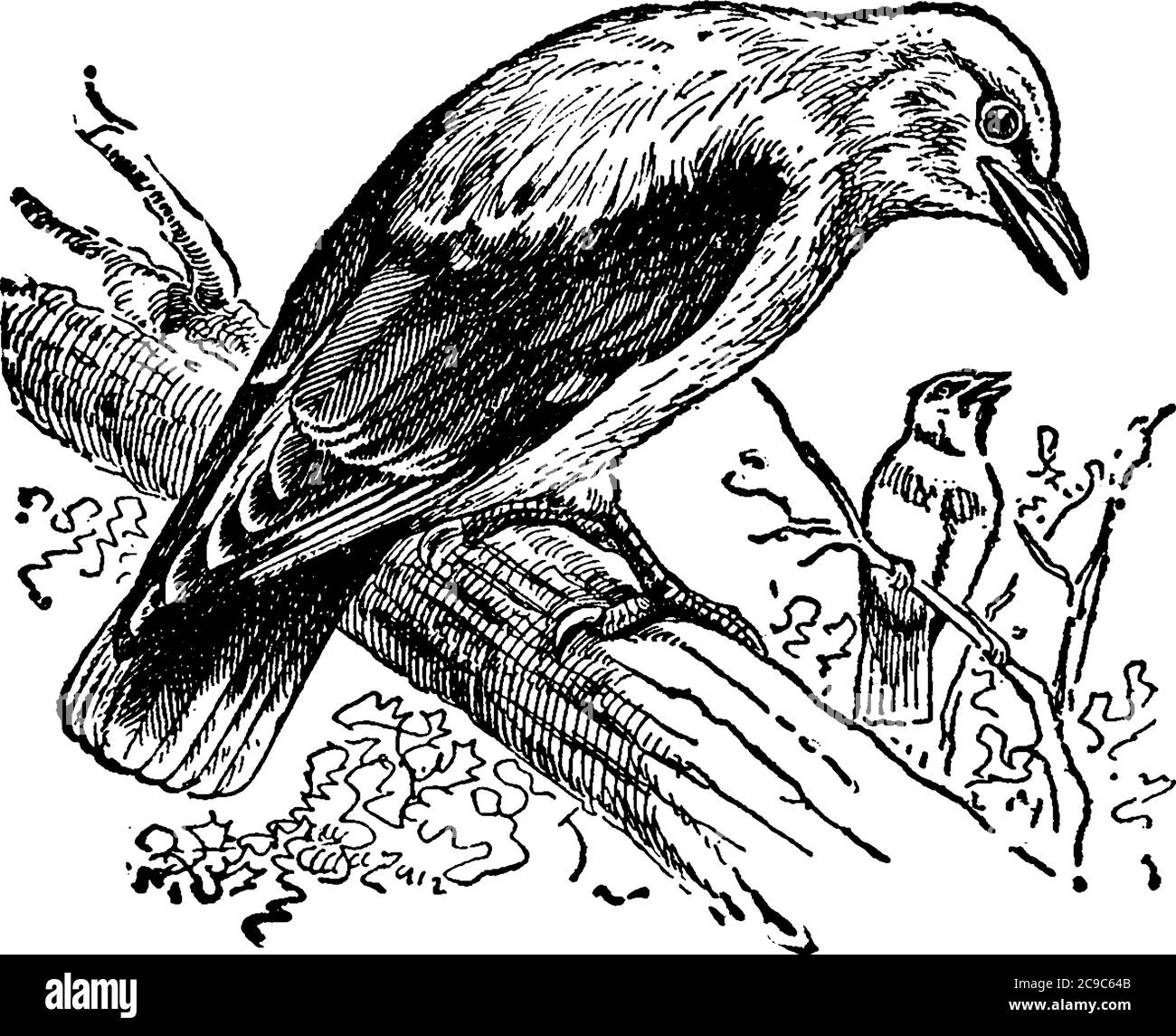 L'uccello Oriole, specie di Icterus galbula, un piccolo uccello nero migratore comune nel Nord America orientale con corpo robusto, coda lunga, gambe lunghe Illustrazione Vettoriale