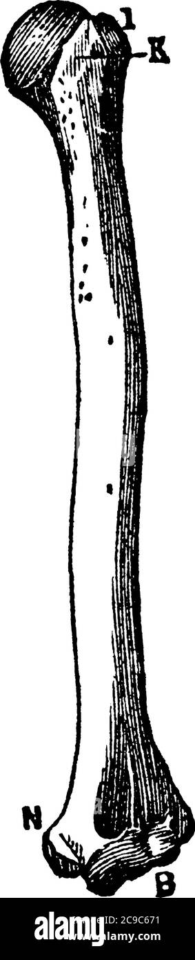 Una rappresentazione tipica dell'osso ulna nel braccio umano. L'osso di ulna è una delle due ossa grandi dell'avambraccio, disegno di linea vintage o incisione Illustrazione Vettoriale