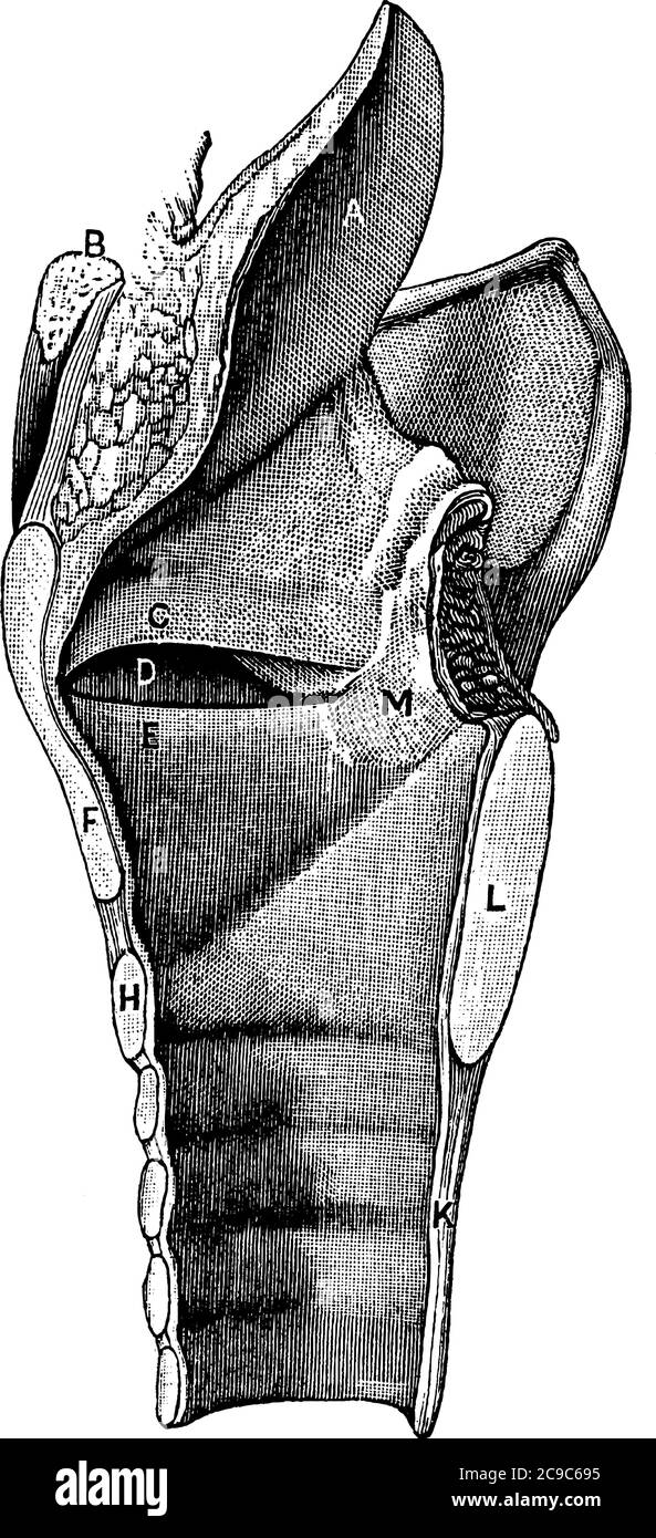 Le corde vocali sono pieghe di tessuto nella gola che producono suoni attraverso la vocalizzazione, rappresentano le sue parti, A, epiglottis; B, sezione di osso ioide; Illustrazione Vettoriale