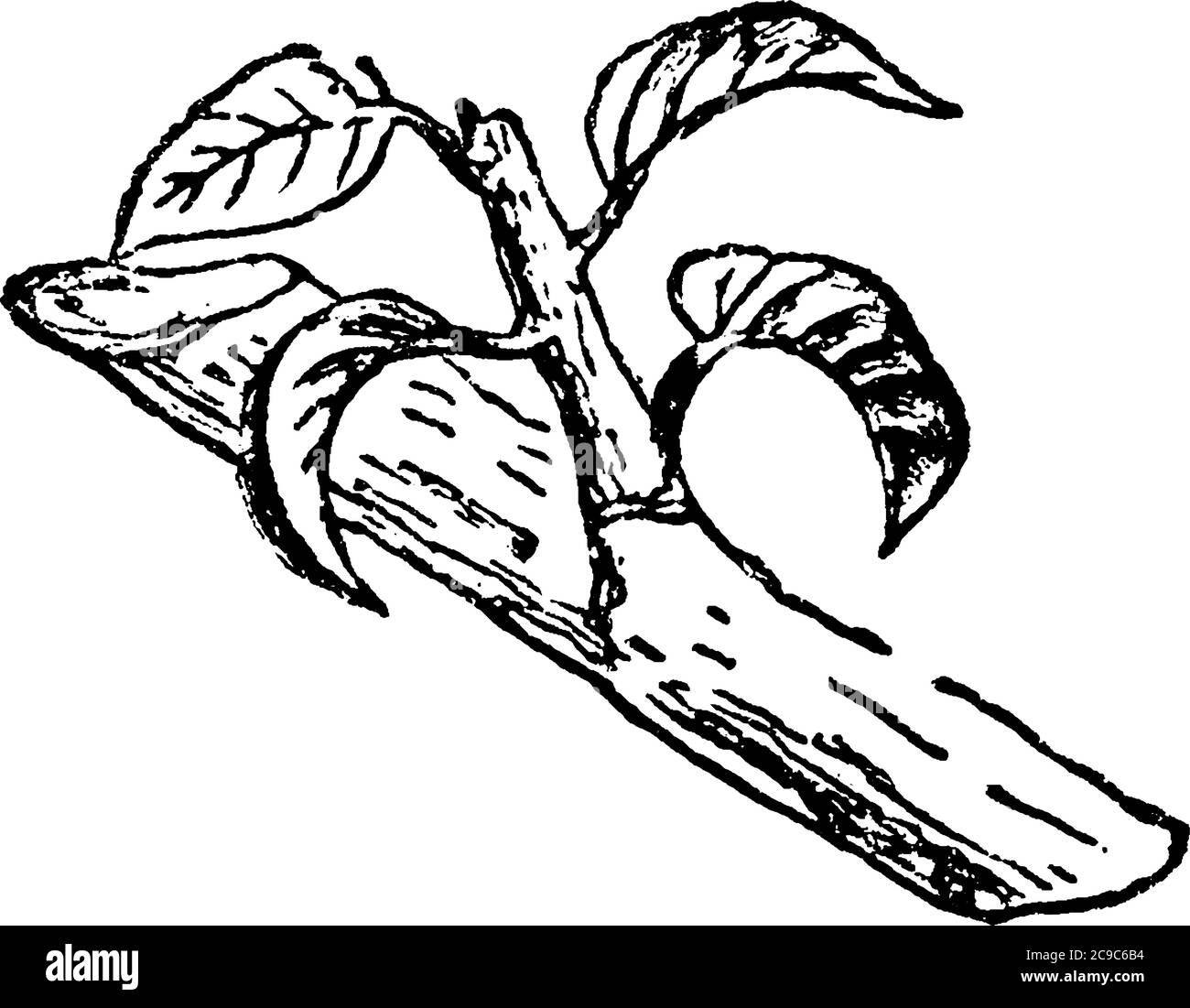 I germogli sono ancora giovani e succulenti, in modo che possano essere nella maggior parte dei casi essere strofinati con il pollice-unghia e indebito crowding deve essere evitato, vintag Illustrazione Vettoriale