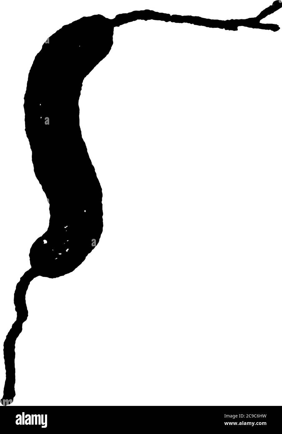 Una rappresentazione tipica del batterio a forma di spirale e di mattonella, Spirillum Undula, Ehrunb, una forma di batteri che mostrano cilia e la loro disposizione Illustrazione Vettoriale