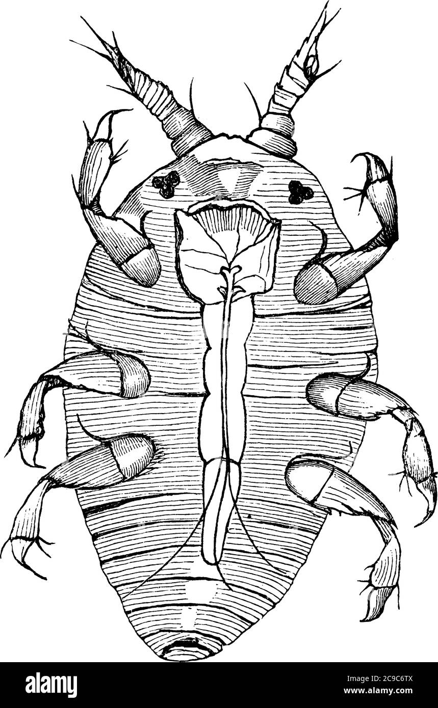 La fillossera americana è un insetto che ha sei gambe e due antenne, disegno di linea vintage o illustrazione di incisione. Illustrazione Vettoriale
