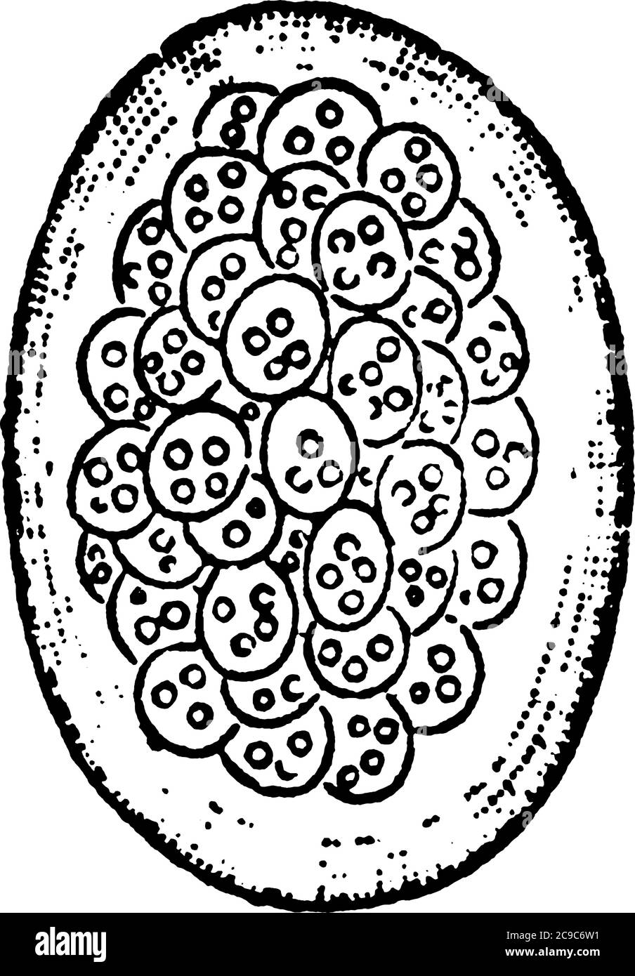 Una rappresentazione tipica della massa a forma di uovo di zoogloea di Beggiatoa roseo-persicina (batterio rubbescens di Lankster). Il gelatinoso gonfio wal Illustrazione Vettoriale