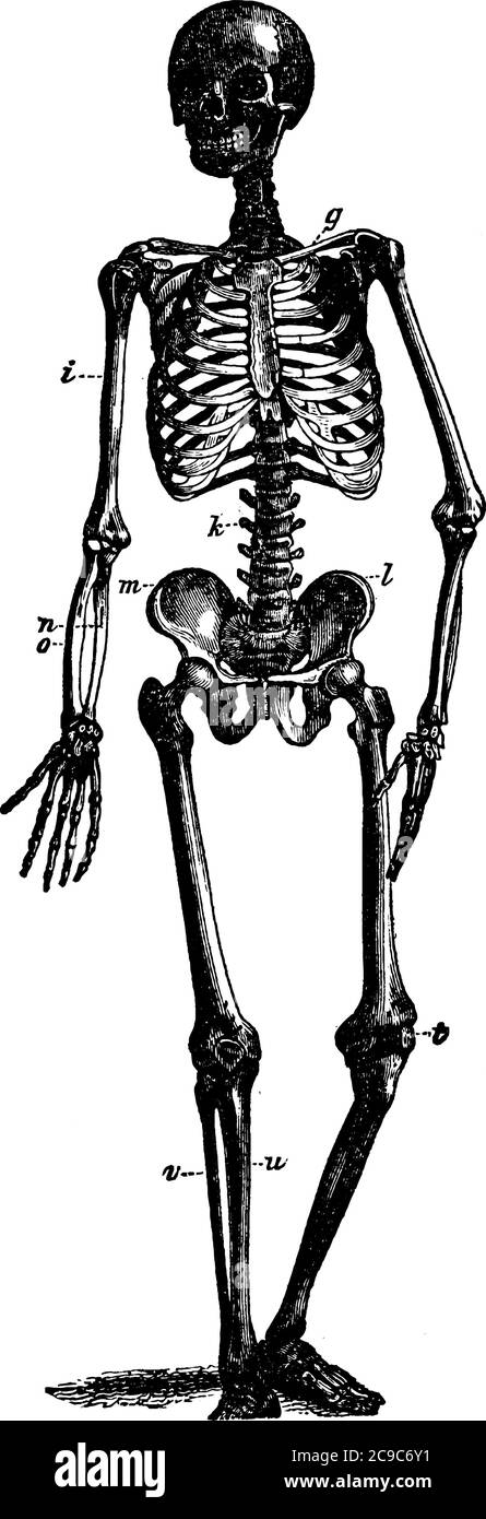 Un diagramma in cui la struttura completa del cranio umano che è definita chiaramente, disegno di linea vintage o illustrazione di incisione. Illustrazione Vettoriale