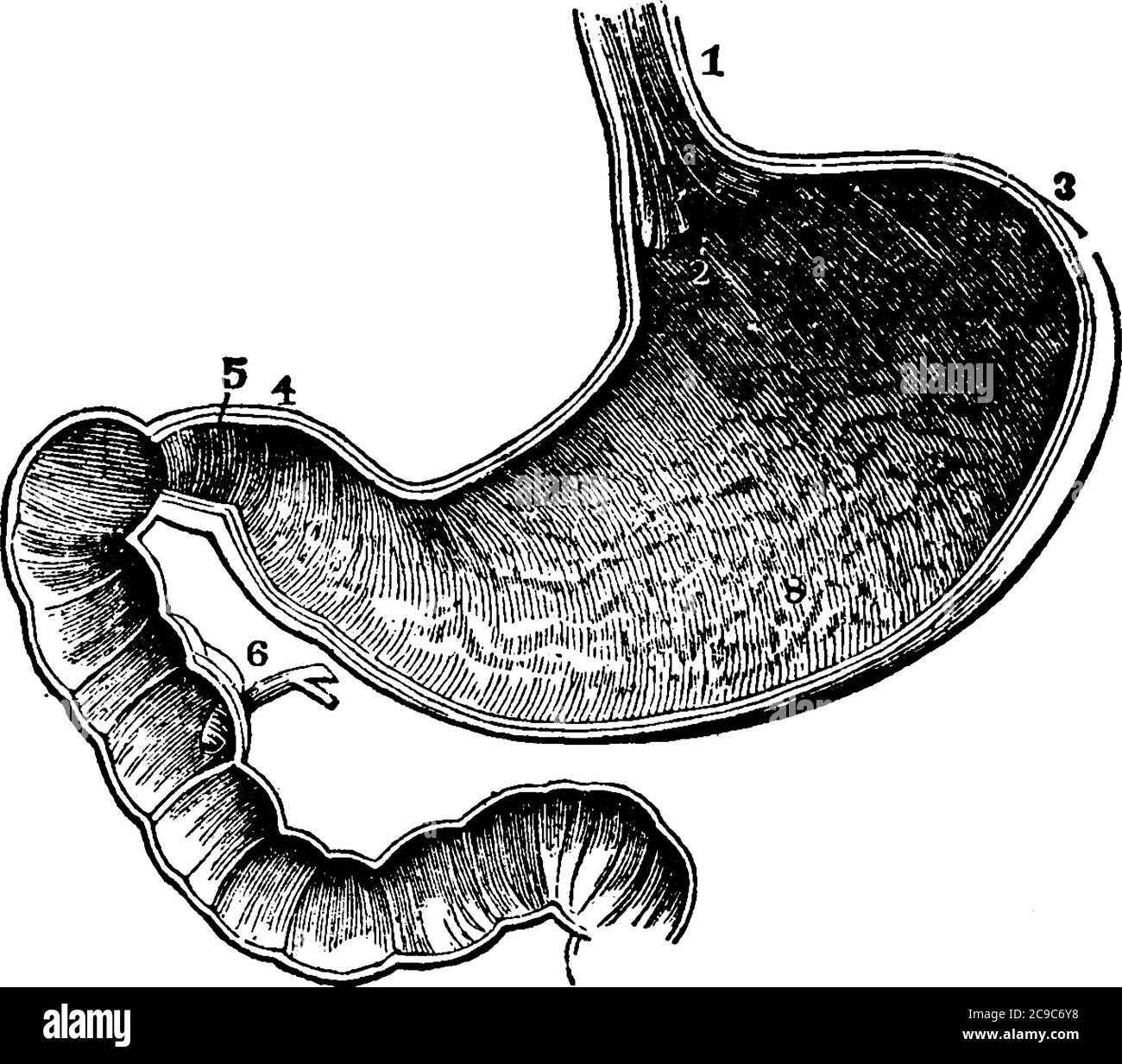 All'interno dello stomaco 3 e 4 sono mostrate le estremità, 1 è l'apertura dell'imboccatura, 5 è la valvola e 6 sono mostrati il condotto dal fegato, il disegno della linea d'annata o l'incisione di illu Illustrazione Vettoriale