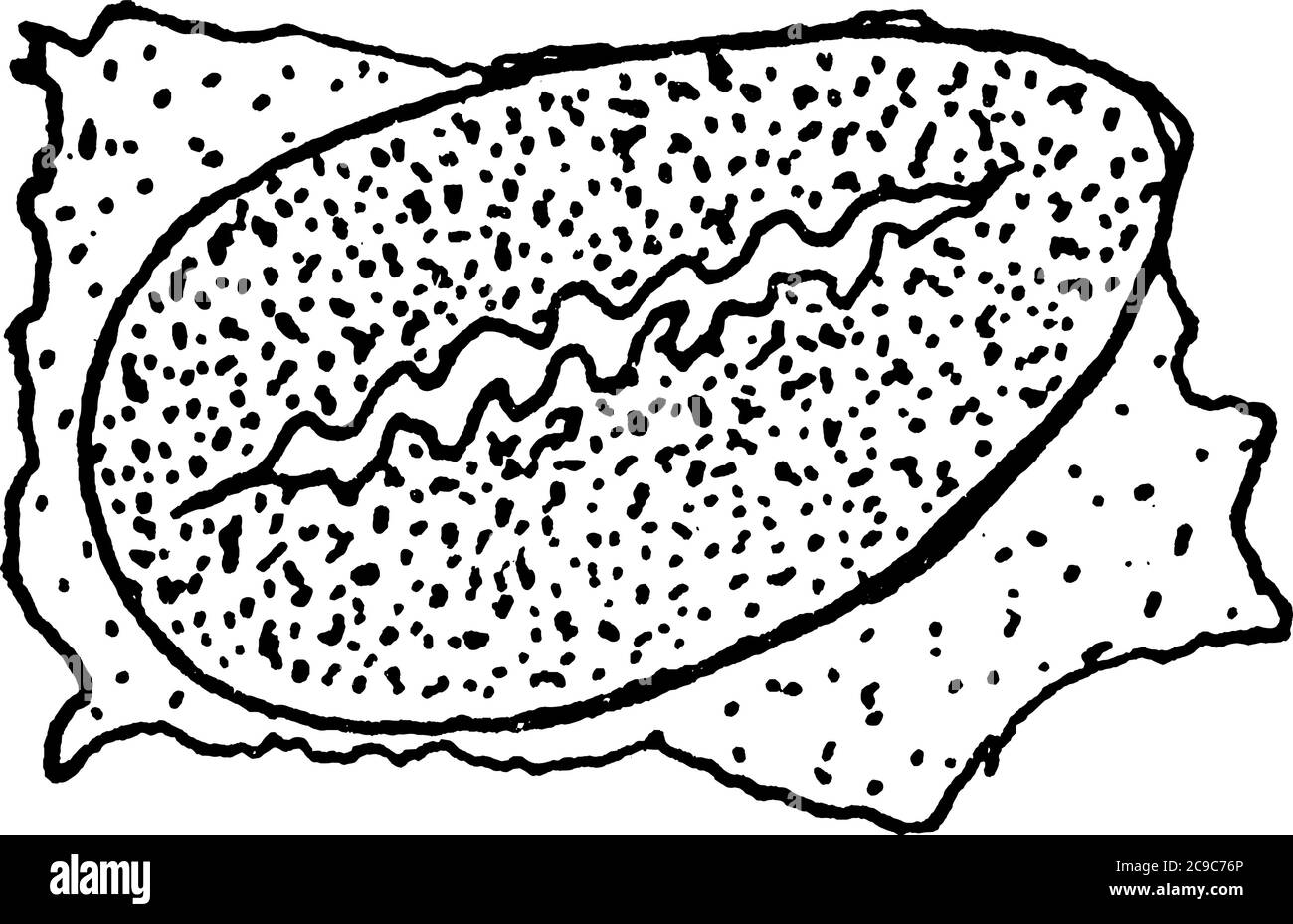 Vista trasversale dello spiracolo del sistema respiratorio di un insetto, disegno di una linea d'annata o illustrazione di incisione. Illustrazione Vettoriale