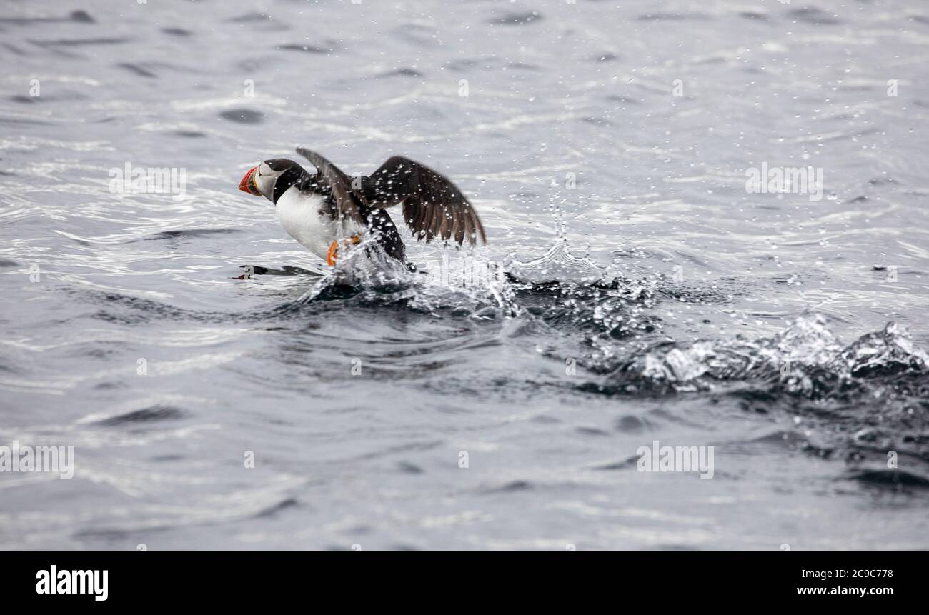 Puffin decollo dal mare Foto Stock