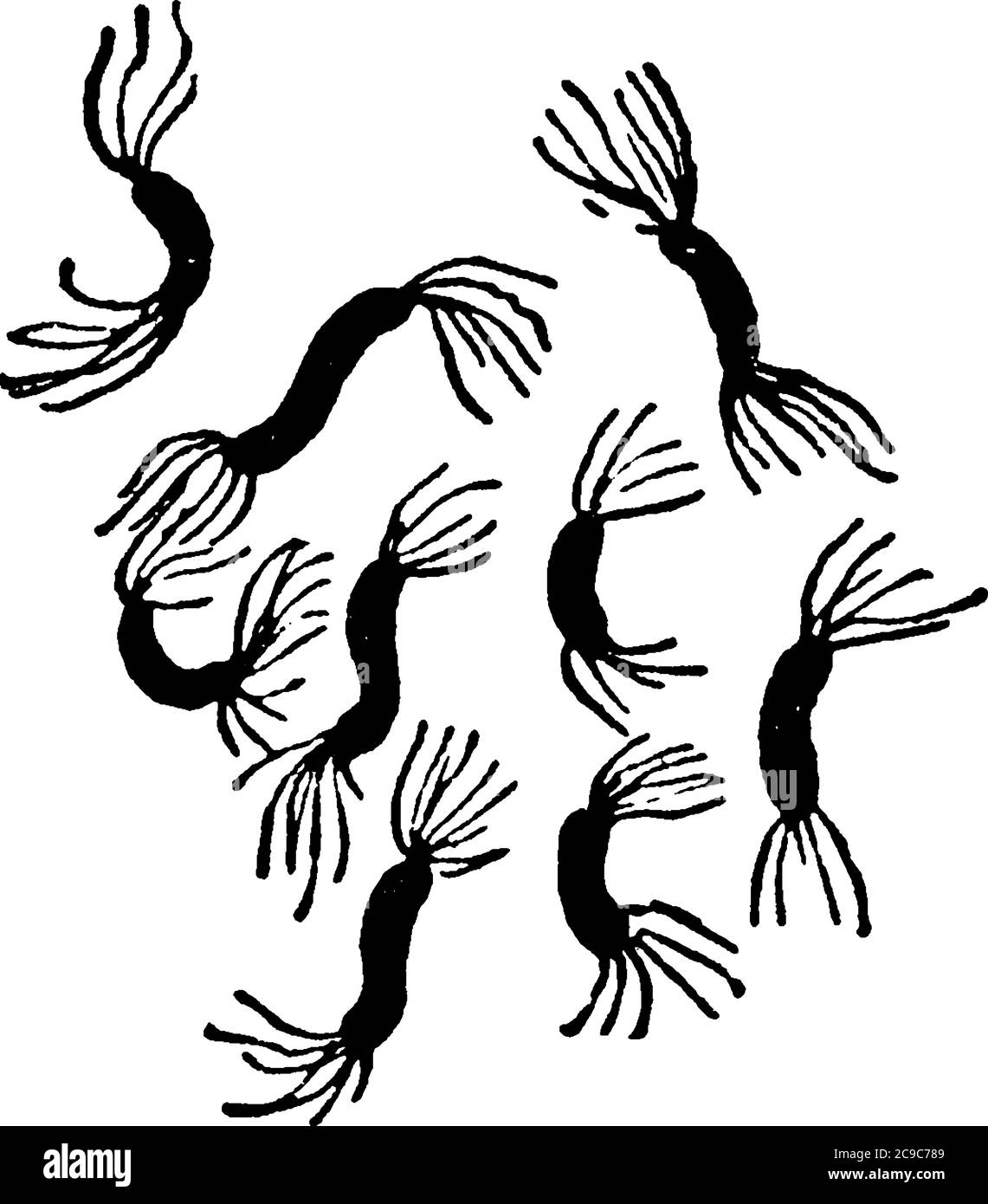 Una rappresentazione tipica dei batteri molli e a spirale, Spirillum rubrum, Esmarsch, una forma di batteri che mostrano cilia e loro arrangiamento Illustrazione Vettoriale