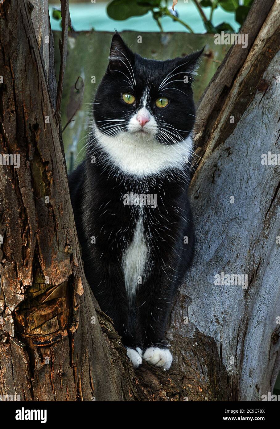 Una vista ritratto di un gatto nero domestico con naso bianco, colletto e sottoscocca in un ambiente esterno, fissando la fotocamera Foto Stock