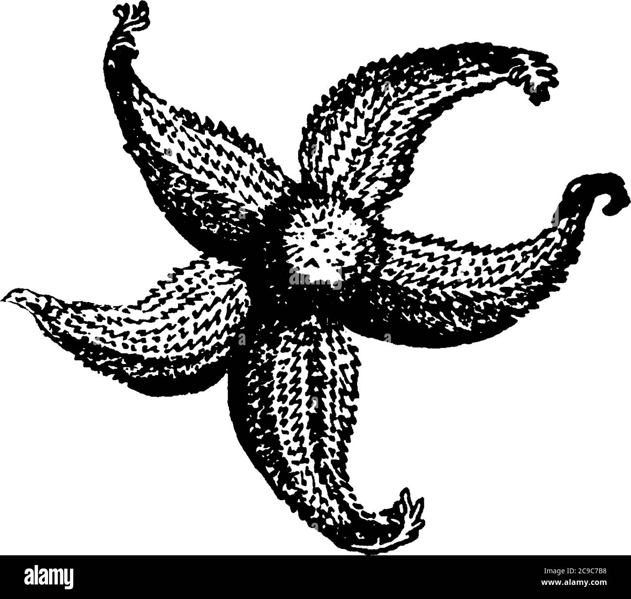 Starfish, famiglia Asteridae, il suo corpo è più o meno a forma di stella, e un disco al centro, circondato da molte braccia; bocca al centro della parte inferiore Illustrazione Vettoriale