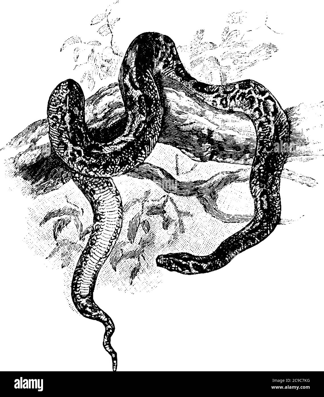 I pitoni, una famiglia di serpenti non venosi, sono uno dei più grandi serpenti del mondo. Qui è mostrato un python, strisciando giù l'albero, disegno di linea vintage Illustrazione Vettoriale