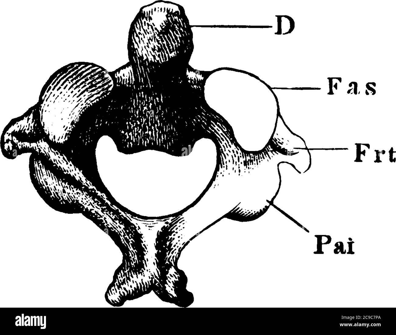 Nell'anatomia, la seconda vertebra cervicale della colonna vertebrale è denominata asse o epistropheus. Qui è mostrata la superficie articolare anteriore della vertebra dell'asse Illustrazione Vettoriale