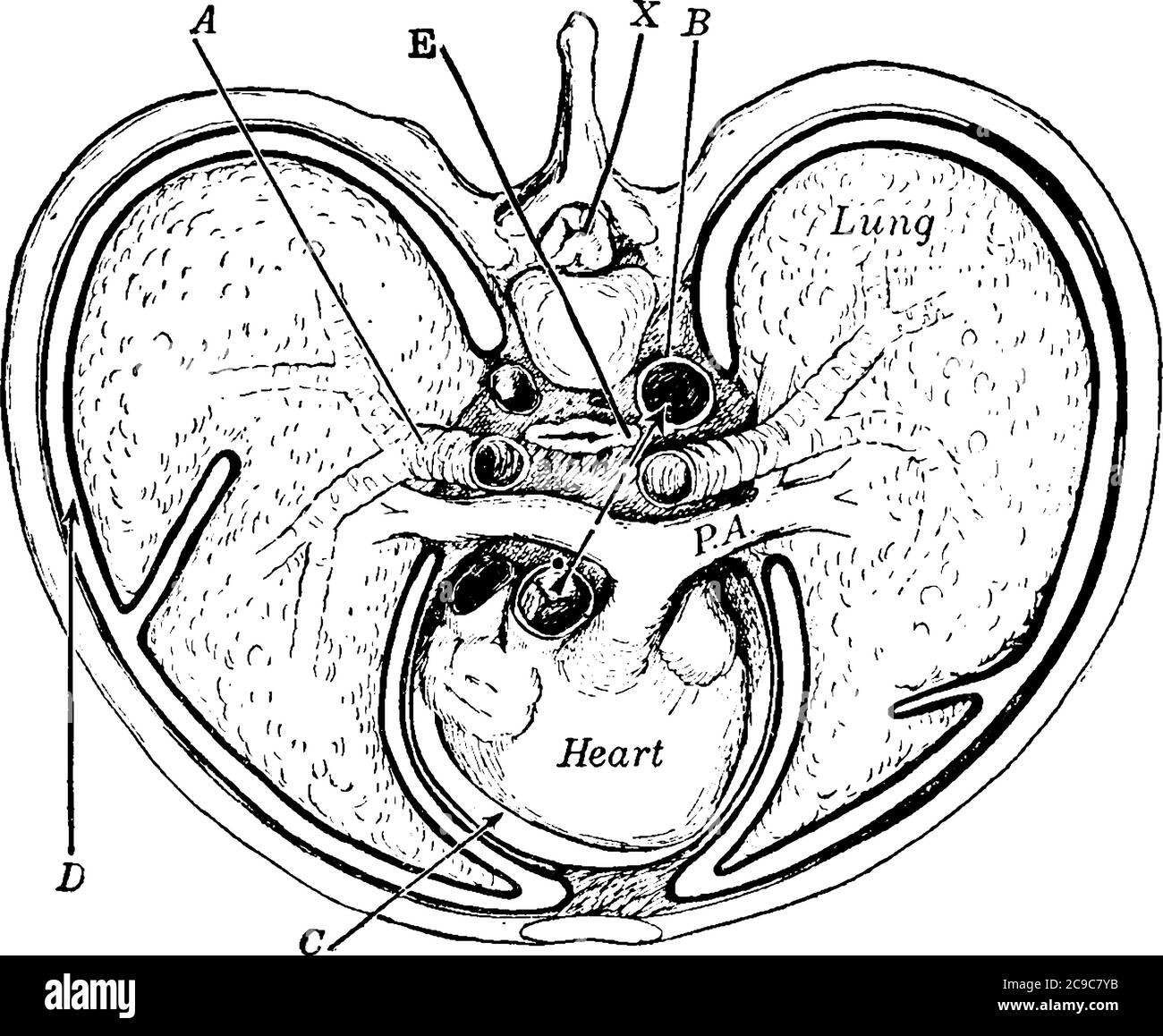 Sezione trasversale del torace, con le parti etichettate come A, B, C, D, e, PA e X, che rappresentano bronco, aorta, spazio pericardico, cavità pleurica, alim Illustrazione Vettoriale