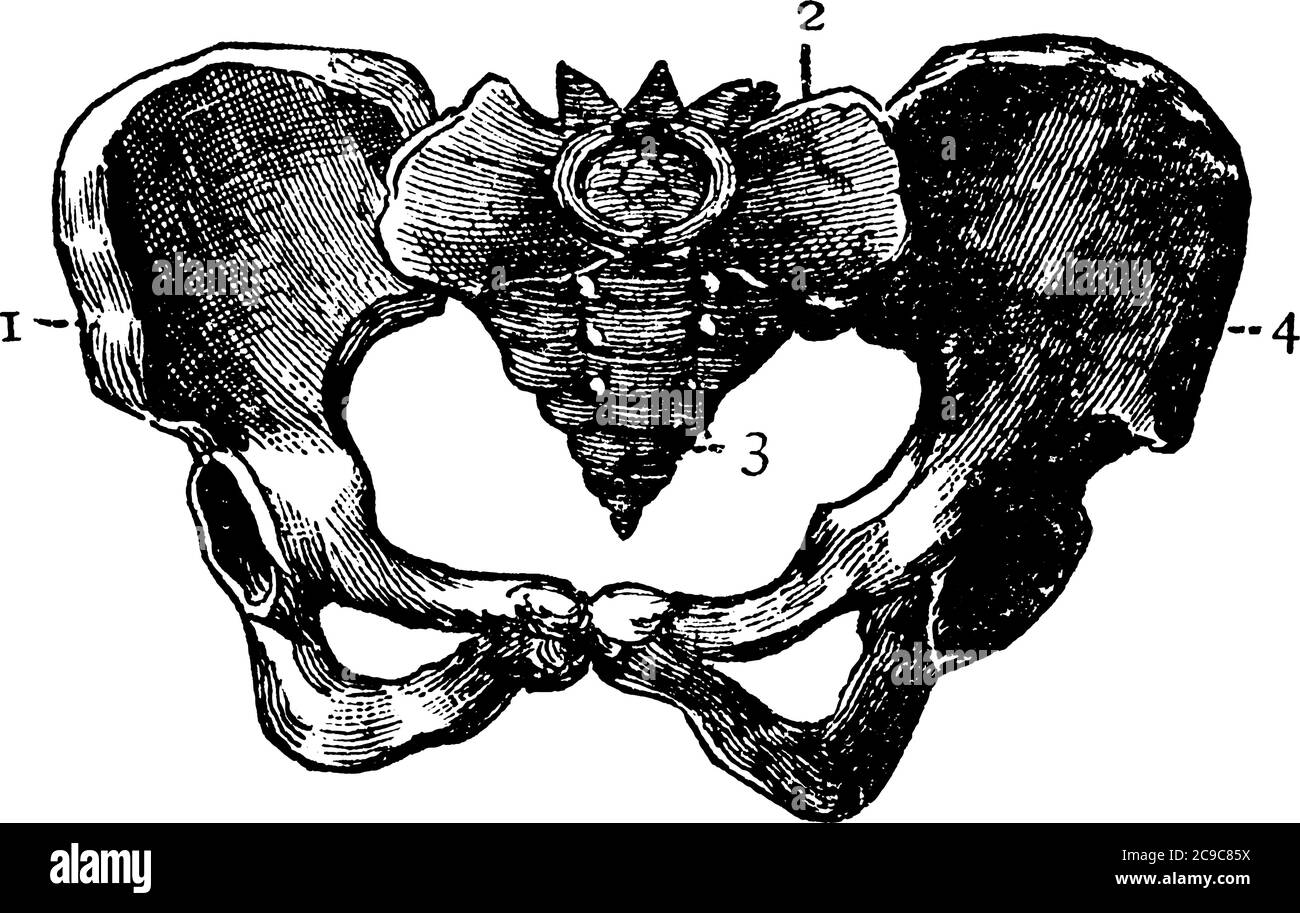 Una rappresentazione tipica del bacino del corpo umano, con le parti etichettate come 1, 2 e 3, che rappresentano, le ossa dell'anca, il sacro e il coccice, respec Illustrazione Vettoriale