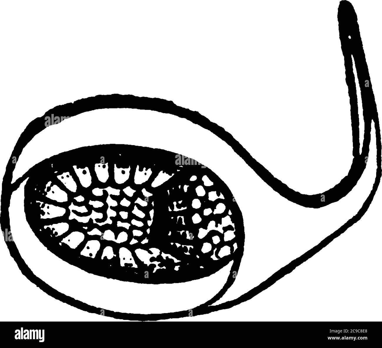 Il betle di scavenger di acqua è conosciuto per i loro palpetti mascellari lunghi che sono più lunghi delle loro antenne, disegno di linea vintage o illustrazione di incisione. Illustrazione Vettoriale