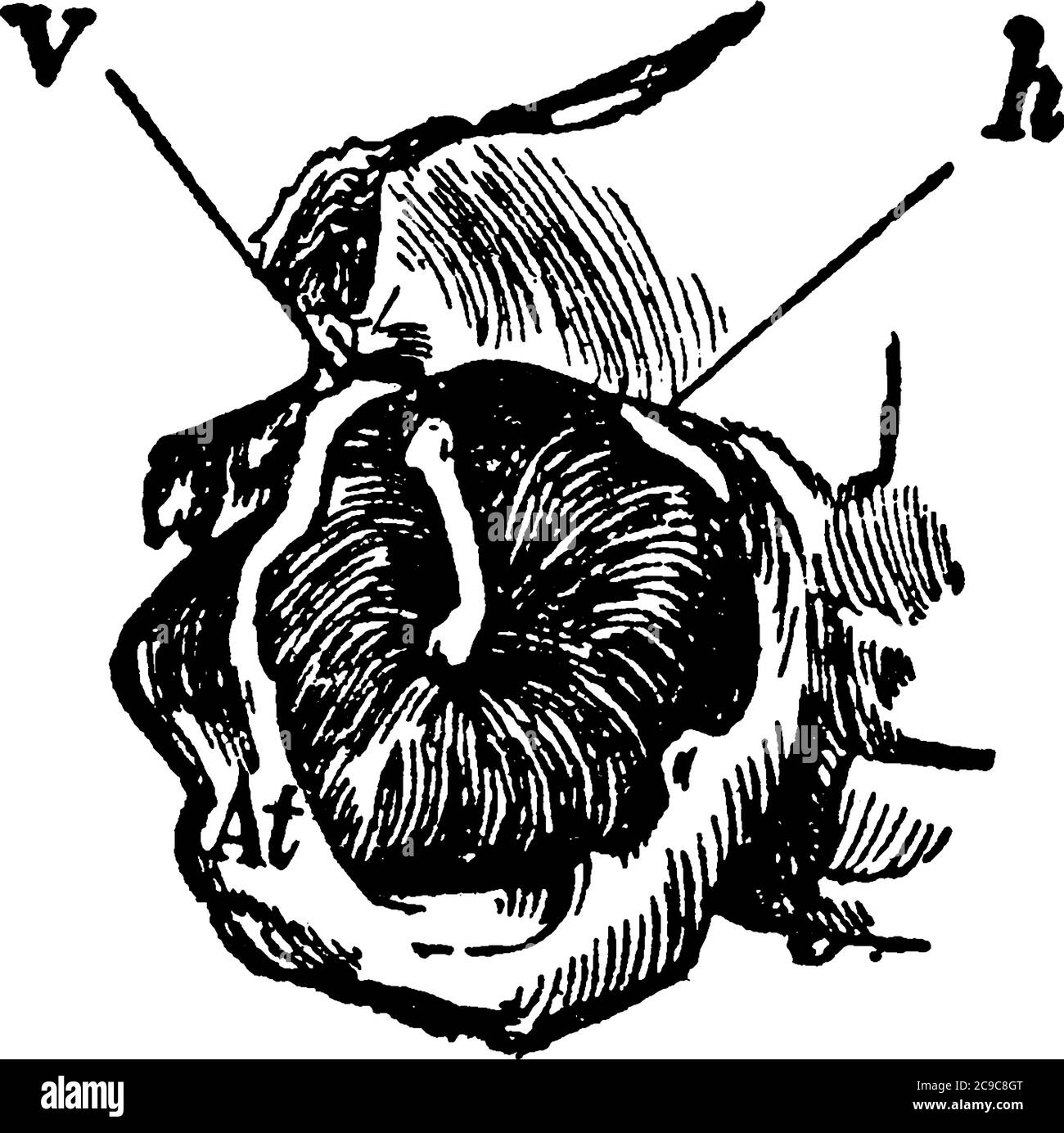 Il tamburo auricolare o il tamburo semplice è un sottile strato di tessuto nell'orecchio umano che riceve le vibrazioni sonore dall'aria esterna e le trasmette all'auditor Illustrazione Vettoriale