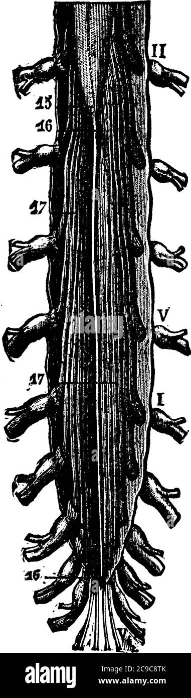 Il midollo spinale è una struttura tubelike lunga e fragile che collega il cervello al corpo e forma il sistema nervoso centrale, disegno di linea vintage o engler Illustrazione Vettoriale