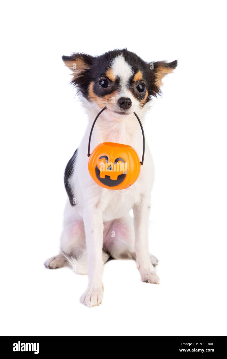 Chihuahua tenendo una lanterna a forma di zucca in bocca su uno sfondo bianco Foto Stock