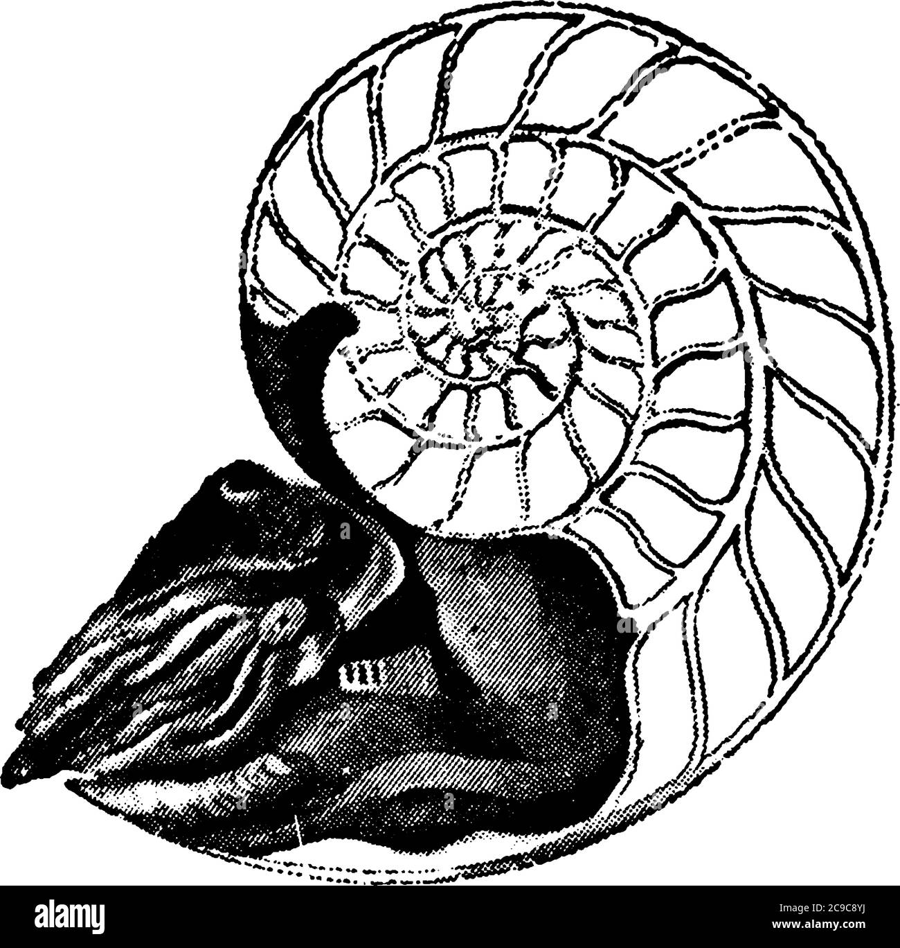 Una rappresentazione tipica di Presine nautilus con metà della shell rimossa, disegno di linea vintage o illustrazione di incisione. Illustrazione Vettoriale