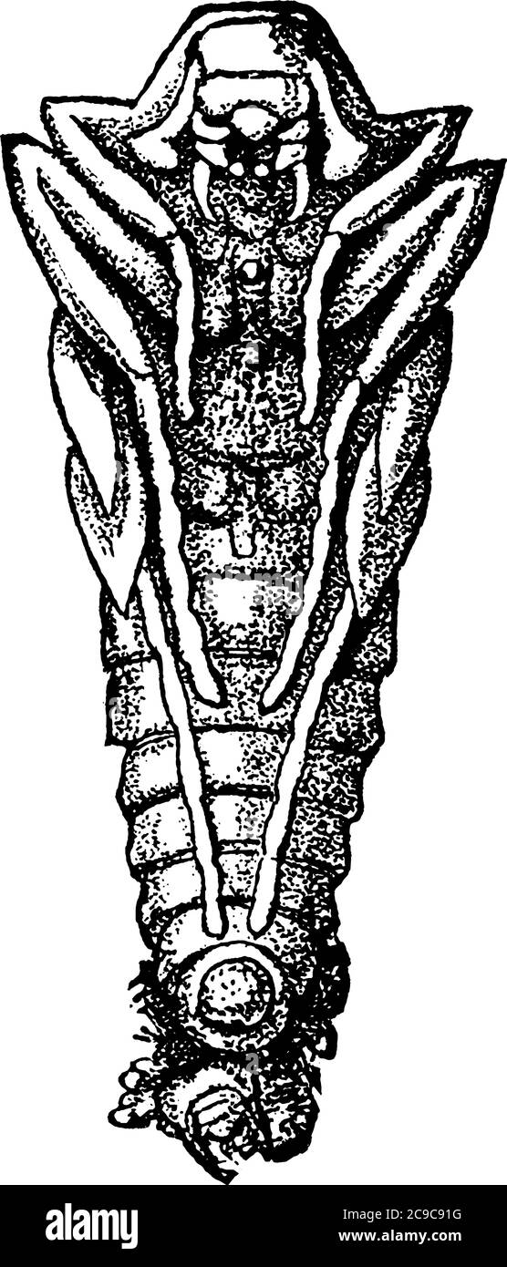 Rose Chafer ha uno scutellum che è un'area a forma di V tra le sue ali, il disegno di linea vintage o l'illustrazione dell'incisione. Illustrazione Vettoriale