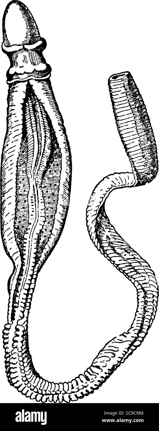 Una rappresentazione tipica della fava di Ptychodera, in Nuova Caledonia, disegno di linea d'annata o illustrazione dell'incisione. Illustrazione Vettoriale