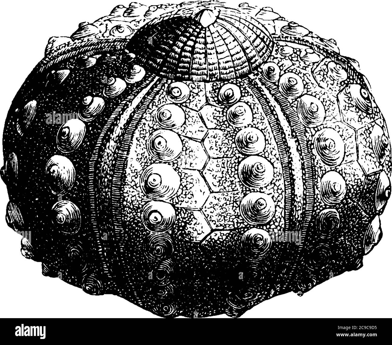Sea-Urchin sono animali marini globulari spinosi presenti sul pavimento dell'oceano, disegno di linee vintage o illustrazione di incisione. Illustrazione Vettoriale