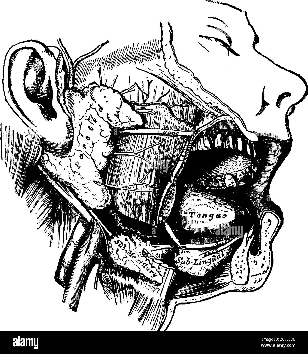 Una rappresentazione tipica delle ghiandole salivari umane sul lato destro, in cui un lato della mandibola inferiore è stato rimodele la faccia è dissecata, Illustrazione Vettoriale