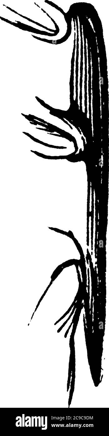 Le ali di scarabeo del pulitore dell'acqua sono porplish verdastro e le gambe della buccia sono sfumate, disegno di linea vintage o illustrazione dell'incisione. Illustrazione Vettoriale