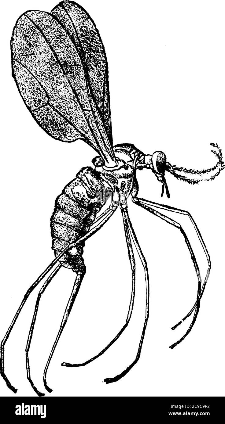 La femmina adulta, Diplosis pyrivora specie che appare skinny con lungo corpo snello e antenne, in volo, disegno di linea vintage o incisione malato Illustrazione Vettoriale