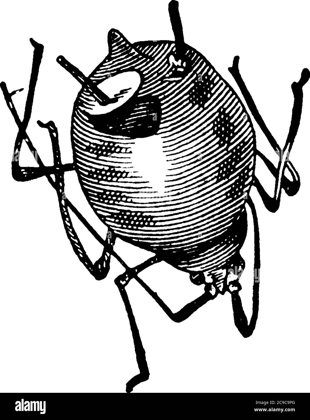 Pianta di grano Louse un insetto femmina senza zingline, disegno di linea d'annata o illustrazione di incisione. Illustrazione Vettoriale