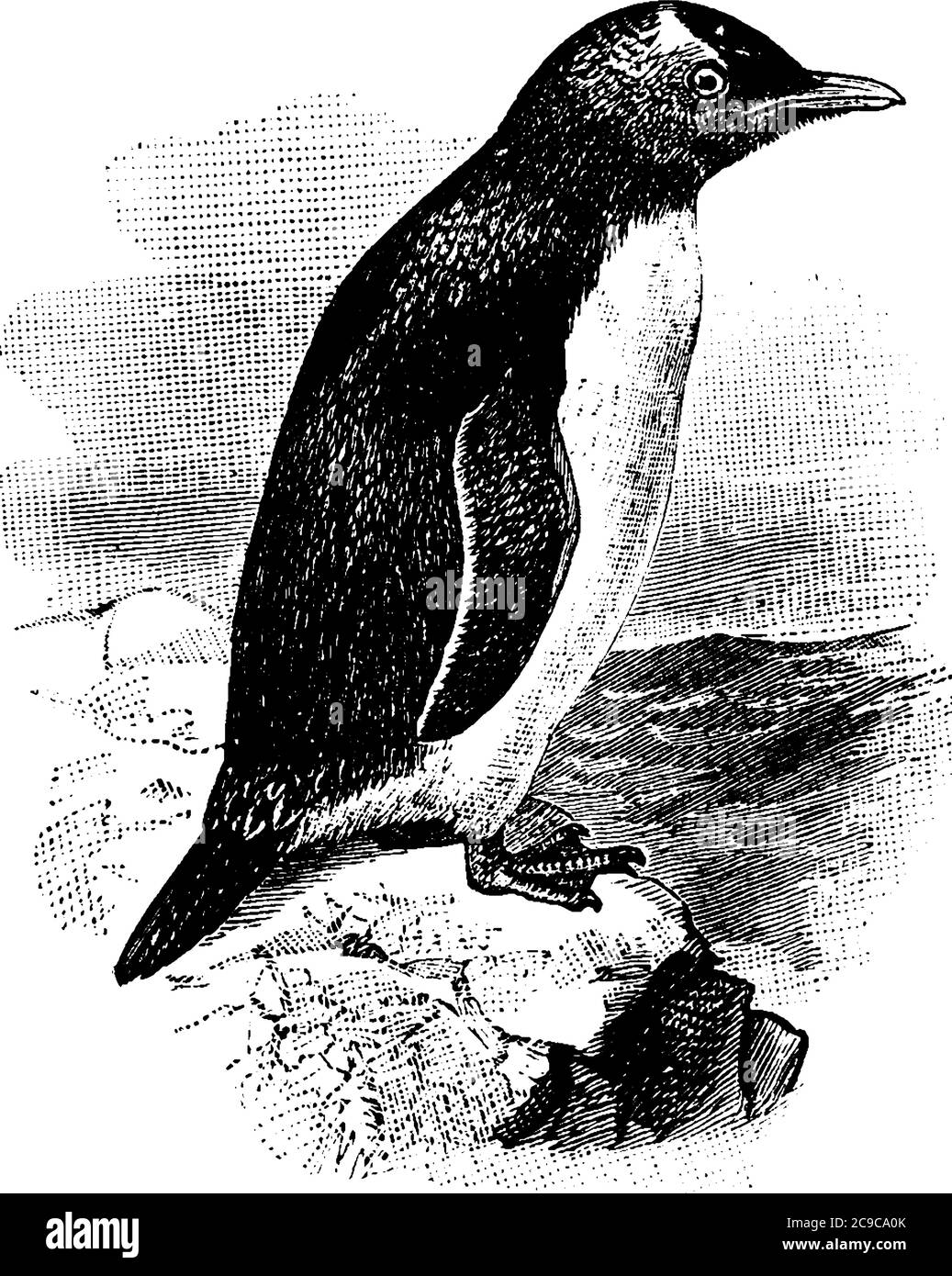Uccelli acquatici senza luce, i pinguini hanno contrombreggiato nero e piumaggio bianco. Qui è mostrato un tale uccello, appollaiato su una roccia, disegno di linea d'annata o. Illustrazione Vettoriale